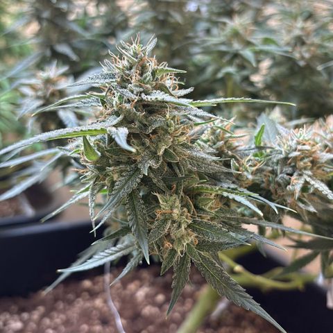 Sugarlato Auto growlog timeline photo