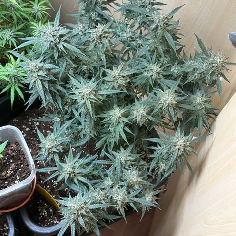 Sugarlato Auto growlog timeline photo