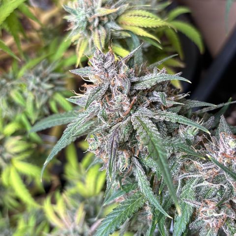 Sugarlato Auto growlog timeline photo