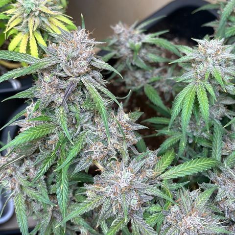 Sugarlato Auto growlog timeline photo