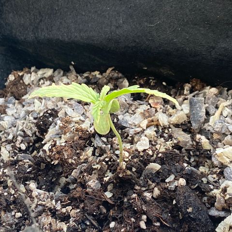 Titans F1  growlog timeline photo