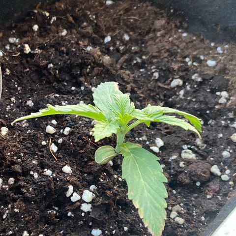 Titans F1  growlog timeline photo