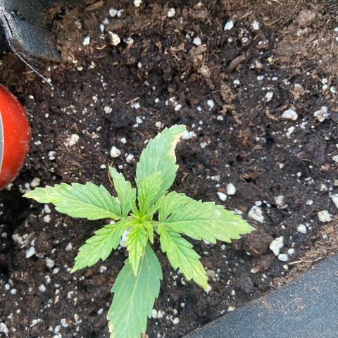 Titans F1  growlog timeline photo