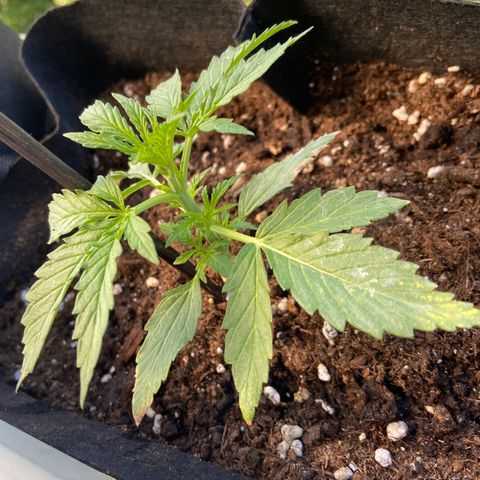 Titans F1  growlog photo: Läuft super
Halte nur Boden feucht und dünge mit Wasser nächste Woche hab ich das Gerät zum auf pH und Ec wert achten 
