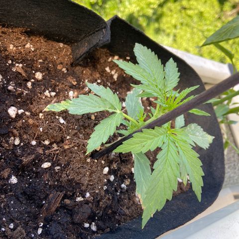 Titans F1  growlog photo: Läuft super
Halte nur Boden feucht und dünge mit Wasser nächste Woche hab ich das Gerät zum auf pH und Ec wert achten 