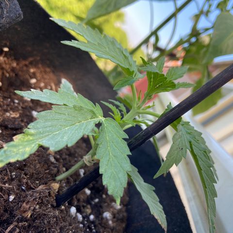 Titans F1  growlog photo: Läuft super
Halte nur Boden feucht und dünge mit Wasser nächste Woche hab ich das Gerät zum auf pH und Ec wert achten 