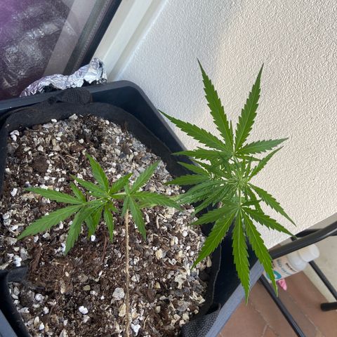 Titans F1  growlog timeline photo