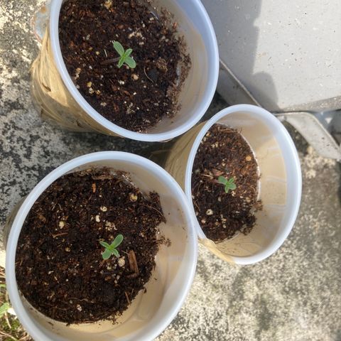 2023 Outdoor grow season 1 #1 growlog timeline photo