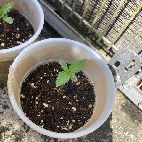 2023 Outdoor grow season 1 #1 growlog photo: Day 4 or the outdoor season she’s doing really well 