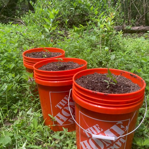 2023 Outdoor grow season 1 #1 growlog photo: FIMMES THIS BEAUTIFUL LADY 😍😍