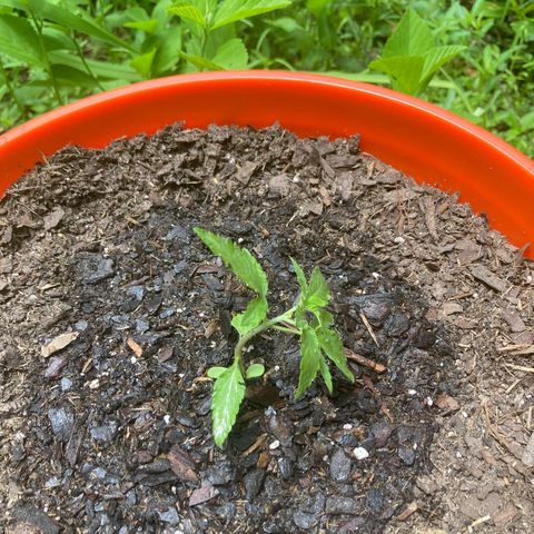 2023 Outdoor grow season 1 #1 growlog photo: FIMMES THIS BEAUTIFUL LADY 😍😍