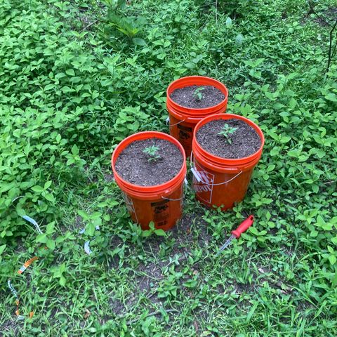 2023 Outdoor grow season 1 #1 growlog photo: Finished greenhouse 