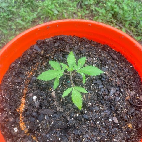 2023 Outdoor grow season 1 #1 growlog timeline photo