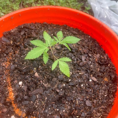 2023 Outdoor grow season 1 #1 growlog timeline photo