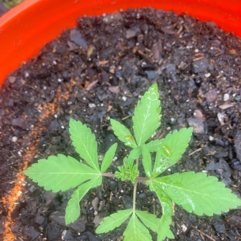 2023 Outdoor grow season 1 #1 growlog timeline photo