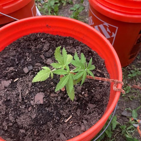 2023 Outdoor grow season 1 #1 growlog photo: Lst 