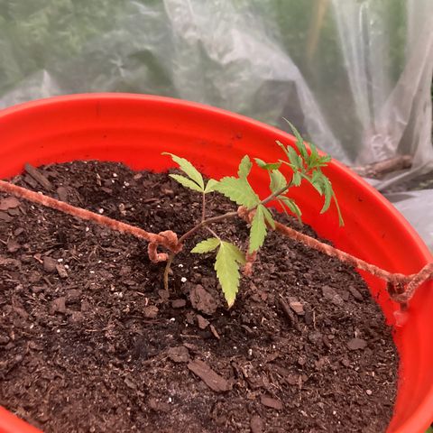 2023 Outdoor grow season 1 #1 growlog photo: Lst on the other lady