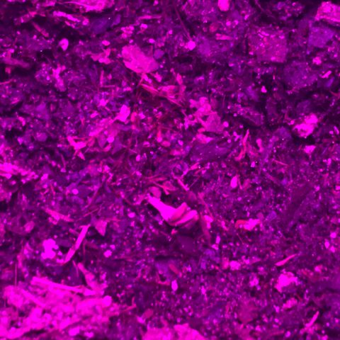 SNOW WHITE growlog photo: SEEDLING STAGE HAS BEGAN 