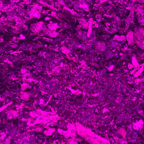 SNOW WHITE growlog photo: SEEDLING STAGE HAS BEGAN 