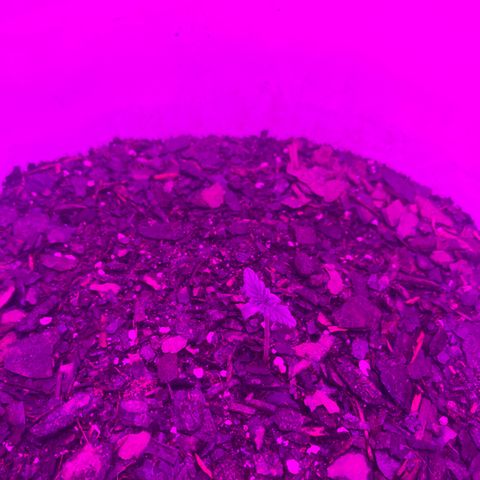 SNOW WHITE growlog photo: SLOW GROWTH AT THE BEGINNING I THINK CAUSE ITS A FIVE GALLON BUCKET AND HER ROOTS ARE STILL DEVELOPING BUT I SEE HER SIZE INCREASING SLOWLY IM WAITING FOR HER TO JUST START TAKING OFF WITH GROWTH