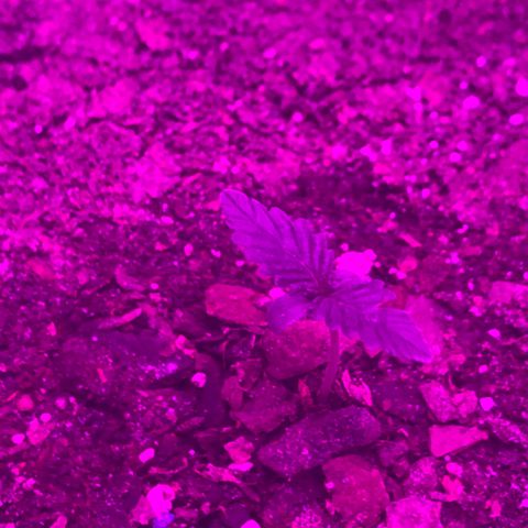 SNOW WHITE growlog photo: Second node set also will start to water the whole bucket from the next watering until harvest 