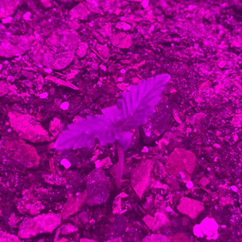 SNOW WHITE growlog photo: Second node set also will start to water the whole bucket from the next watering until harvest 