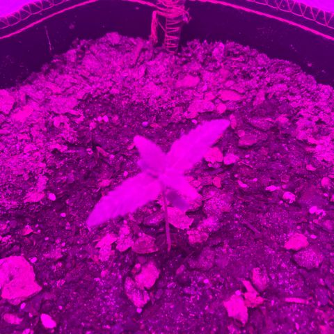 SNOW WHITE growlog photo: Second node set also will start to water the whole bucket from the next watering until harvest 