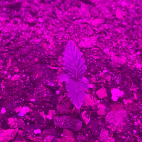 SNOW WHITE growlog photo: Second node set also will start to water the whole bucket from the next watering until harvest 