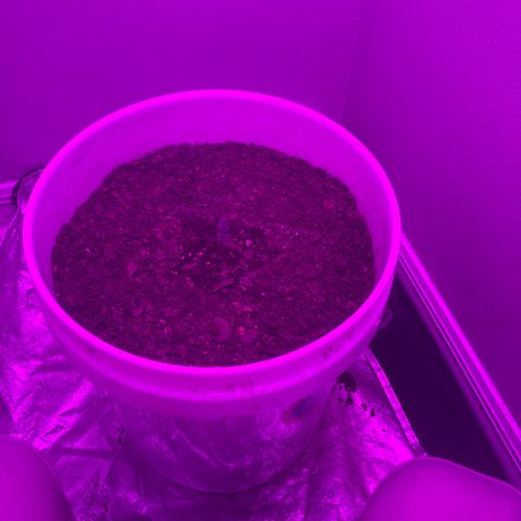 SNOW WHITE growlog photo: Second node set also will start to water the whole bucket from the next watering until harvest 