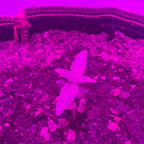SNOW WHITE growlog photo: Second node set also will start to water the whole bucket from the next watering until harvest 