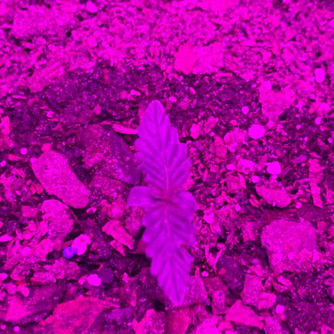 SNOW WHITE growlog photo: Onto its second leaf set I’m thinking it’s taking a little longer to get started since it’s in a 5 gallon bucket 