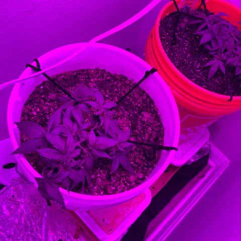 SNOW WHITE growlog timeline photo