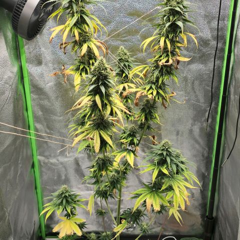 Zicke growlog photo: Mangelerscheinung weiterhin nicht im griff