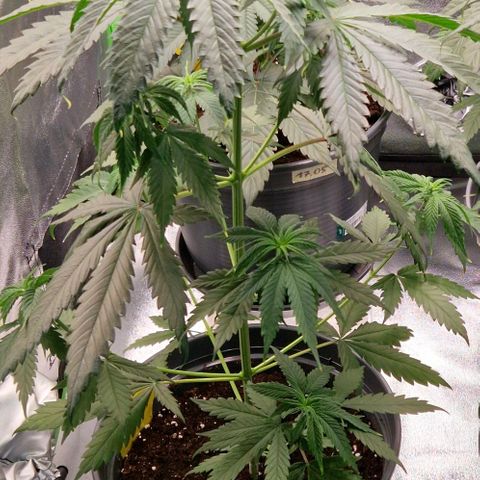 Zicke growlog timeline photo