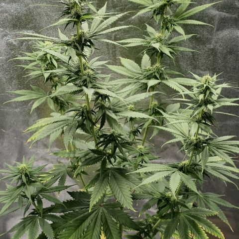 Zicke growlog timeline photo