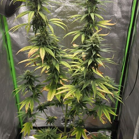 Zicke growlog timeline photo