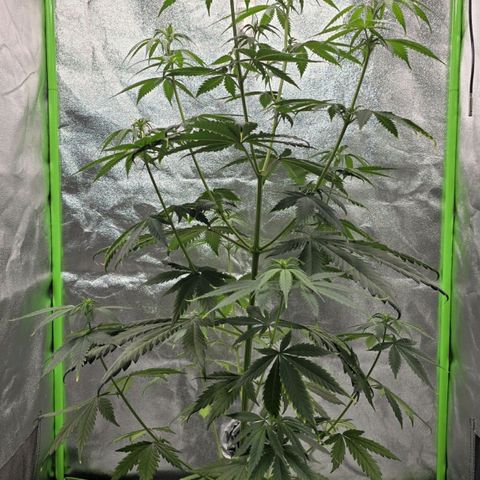 Zicke growlog timeline photo