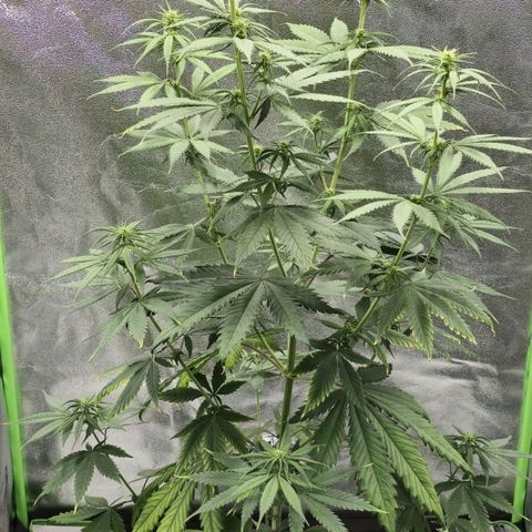 Zicke growlog timeline photo