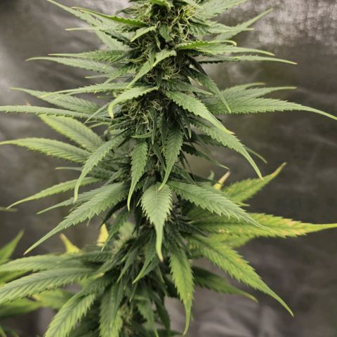 Zicke growlog timeline photo