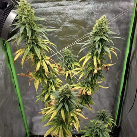 Zicke growlog photo: Angebunden - Buds werden zu schwer