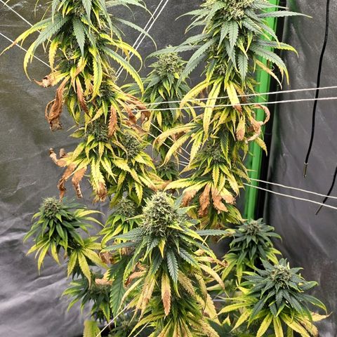 Zicke growlog timeline photo