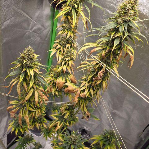 Zicke growlog timeline photo