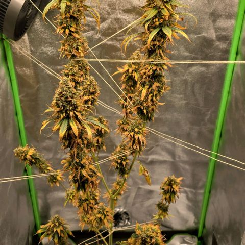 Zicke growlog timeline photo