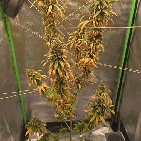 Zicke growlog timeline photo