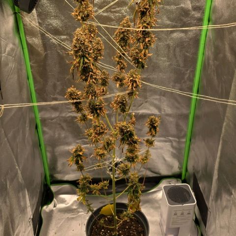 Zicke growlog timeline photo