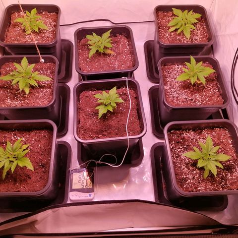 Mandarine Jam growlog timeline photo