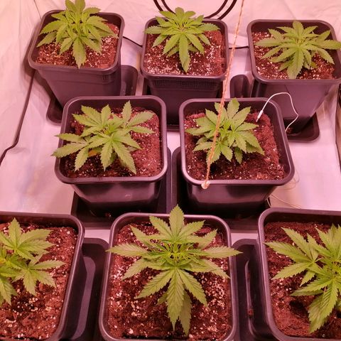 Mandarine Jam growlog timeline photo