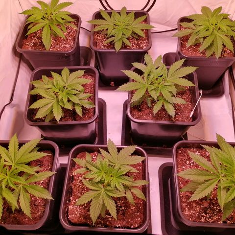 Mandarine Jam growlog timeline photo