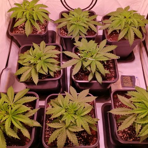 Mandarine Jam growlog timeline photo