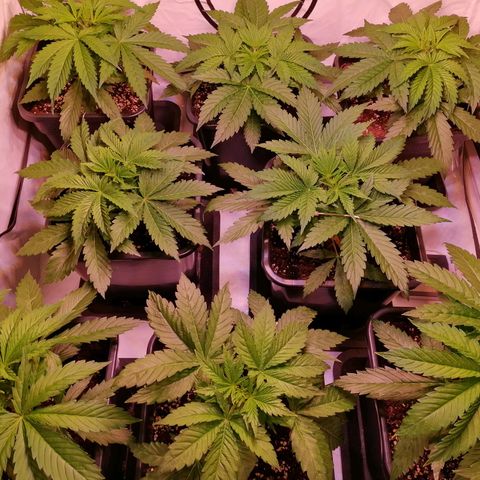 Mandarine Jam growlog timeline photo